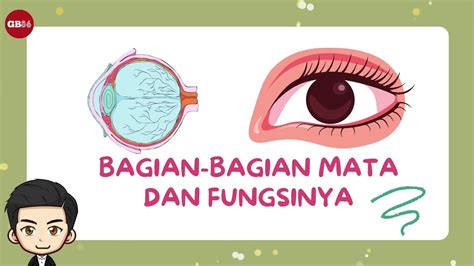 Bagian Bagian Mata Dan Fungsinya Materi Ipas Kelas Kurikulum