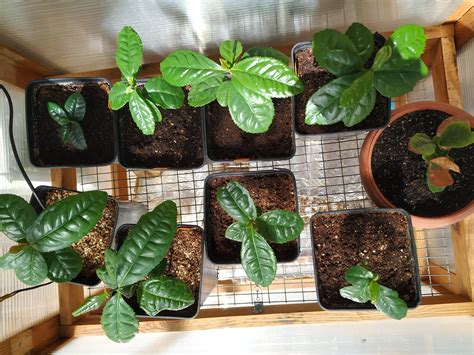 Camellia Sinensis Seedlings Finally Growing Nicely R Tea