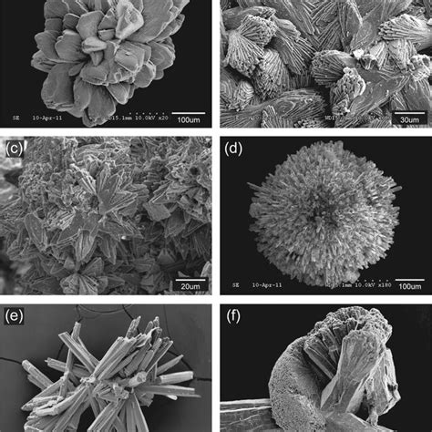 Scanning Electron Microscopy SEM Photomicrographs Showing A Variety