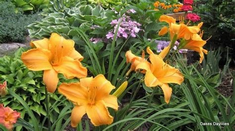 Ruffled Apricot Lovely Large Bloom Oakes Daylilies