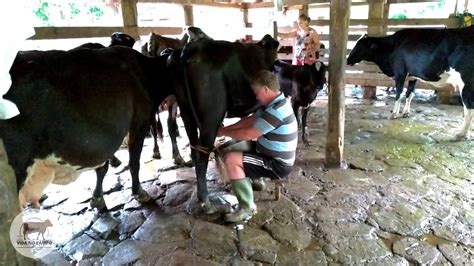 Ordenhando as vacas manualmente no curral pela manhã Tirando leite da