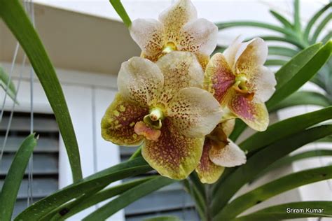 Happy Orchids Vanda Crownfox Key Lime Vanda Hybrid