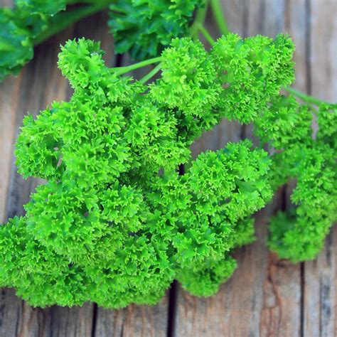 Triple Moss Curled Parsley Seeds Curly Leaf Parsley Herb Etsy