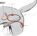 Male Reproductive System Dogs Diagram | Quizlet