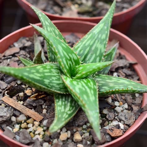 Aloe Jucunda Fatty Plants Nursery