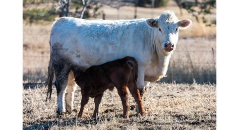 Cattle Chat Reproductive Technology Morning Ag Clips