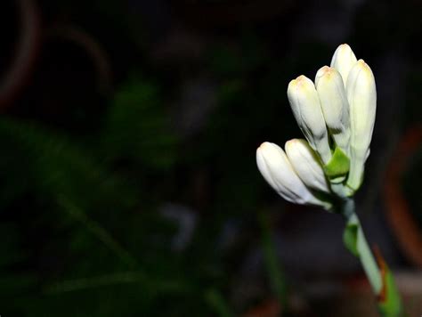 Bunga Harum Sundal Malam The Flower Shot Was Taken In My G Flickr