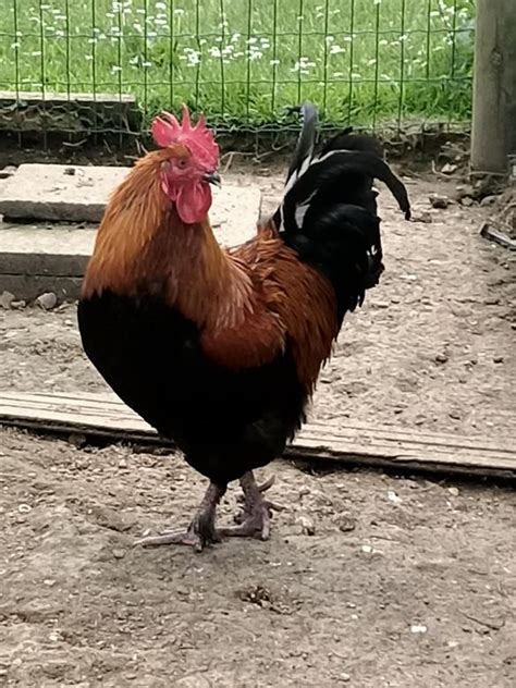 Oeufs chocolats fécondés à couver poule marans Coco Eco