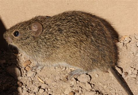 Hispid Cotton Rat Sigmodon Hispidus A Photo On Flickriver