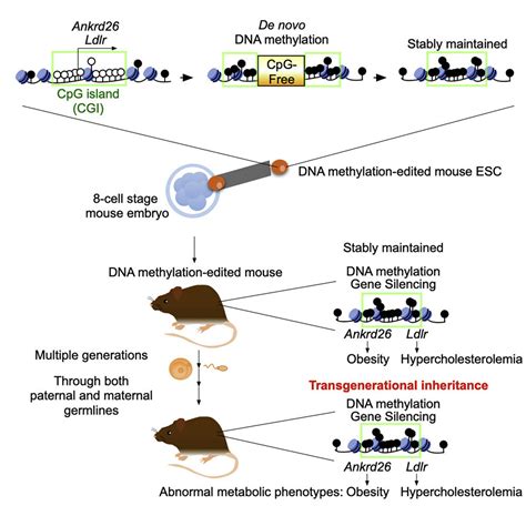 Demonstration of transgenerational epigenetic inheritance in ...