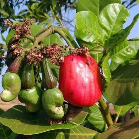 kaju plantplant  kaju pack   amazonin garden outdoors