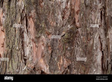 The Bark Of A Western Larch Tree Larix Occidentalis Along The