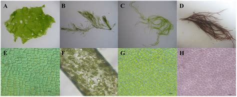 Southern California Macroalgae Tide Hotsell