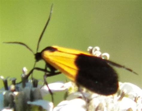 Black And Yellow Lichen Moth Lycomorpha Pholus BugGuide Net