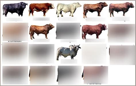 beef breeds Diagram | Quizlet