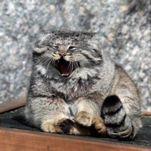 Манул (107 фото) - описание, где обитает, сколько живут, место в ...