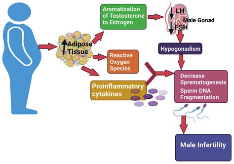 Male Obesity And Infertility Editorial Illustrates The Different