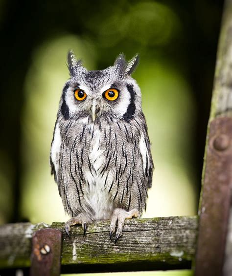 Northern white faced owl Photograph by Ian Merton - Fine Art America