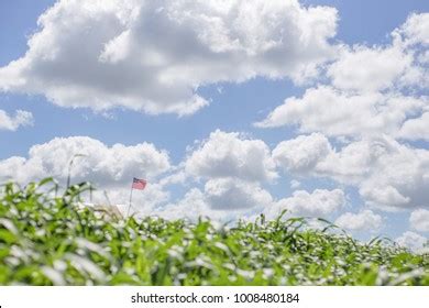 American Flag Corn Field Images Stock Photos D Objects