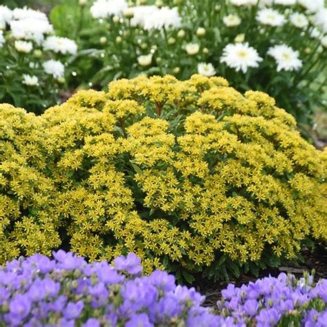 Sedum Rock N Round Bright Idea Stonecrop Garden Center Marketing