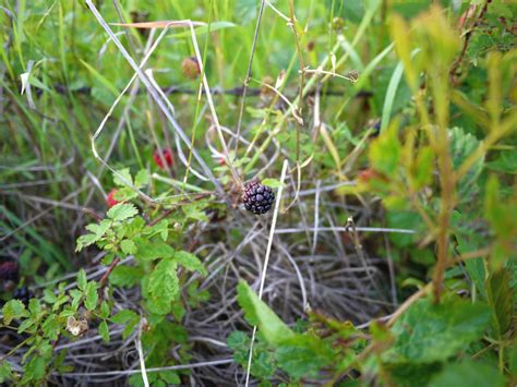 We Love Texas Wild Blackberries