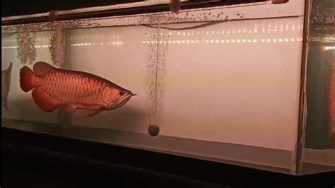 Arowana Red Tail Golden Sumo Jumbo Youtube