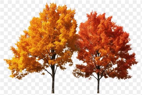 Png Autumn Trees Outdoors Plant Free Png Rawpixel