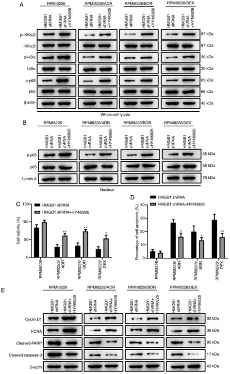 Hmgb1 Enhances Chemotherapy Resistance In Multiple Myeloma Cells By