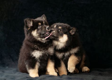 Tundrai Finnish Lapphunds Available