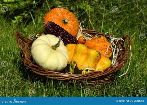 Different Pumpkins And A Corncob In A Basket Stock Photo Image Of