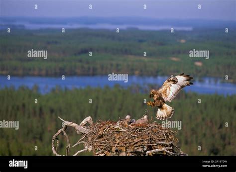 Rough-legged buzzard (Buteo lagopus), Rough-legged Buzzards, buzzards ...