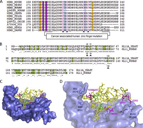 Rpl Interaction With The Zinc Finger Domain Of Mdm Via Hydrophilic