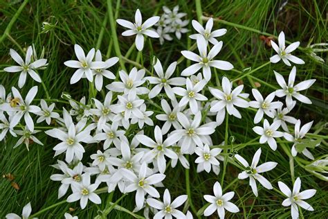 Star Of Bethlehem Star Of Bethlehem Ornithogalum Species Flickr