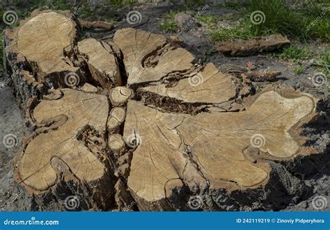 Tronco De Rbol Despu S De Cortar Textura De Madera Agrietada Con