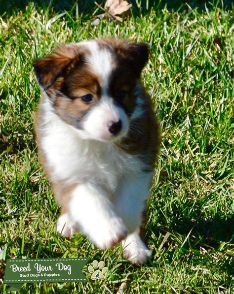 mini border aussie stud dog  utah  united states breed  dog