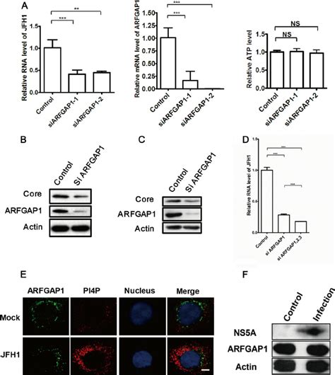 Arfgap1 Is A Host Factor For Hcv Replication A Huh 751 Cells Were Download Scientific