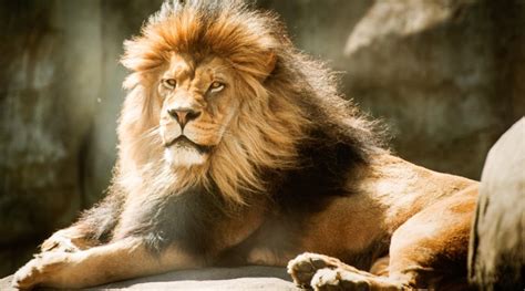 Bold As A Lion ¦ Devotional By David Steele