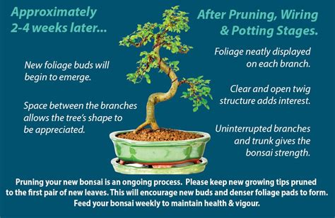 Bonsai Tree Pruning Guide 6 Easy Steps To Prune Your Bonsai