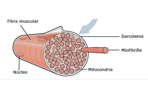 C Lulas Musculares Caracter Sticas Alimentaci N H Bitat