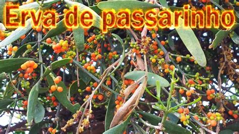 Erva De Passarinho É Bom Para O Pulmão - Tipos de Erva de Passarinho: Guia Completo para Escolha e Cuidados ...