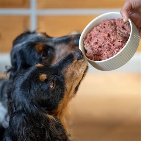 How to Boost Your Dog's Immune System – Benyfit Natural