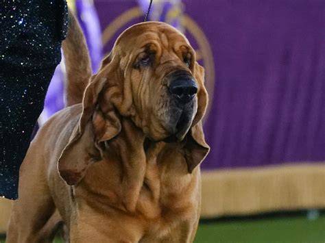 What To Know About Bloodhounds After The Breed Takes Best In Show At