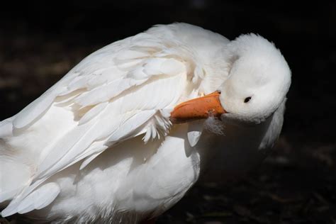 American Pekin Animal Bird - Free photo on Pixabay - Pixabay