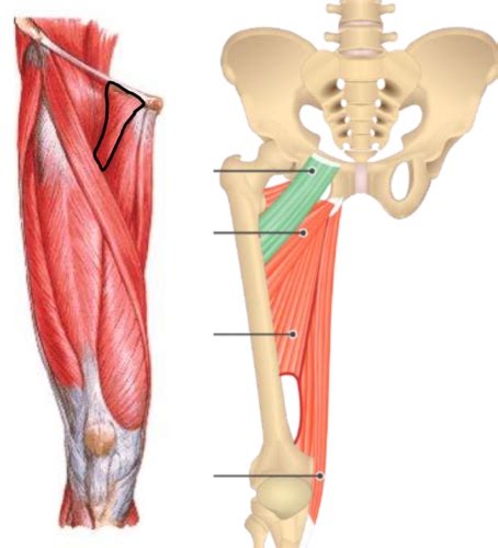 Ple Muscles Medial Thigh The Adductor Group Flashcards Quizlet