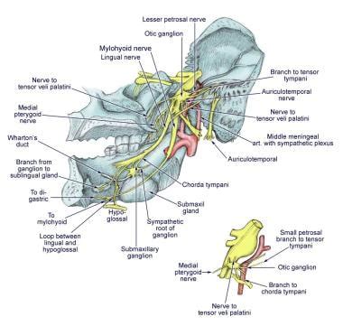 ️ Trigeminal nerve branches. Trigeminal neuropathies in dogs. 2019-01-20