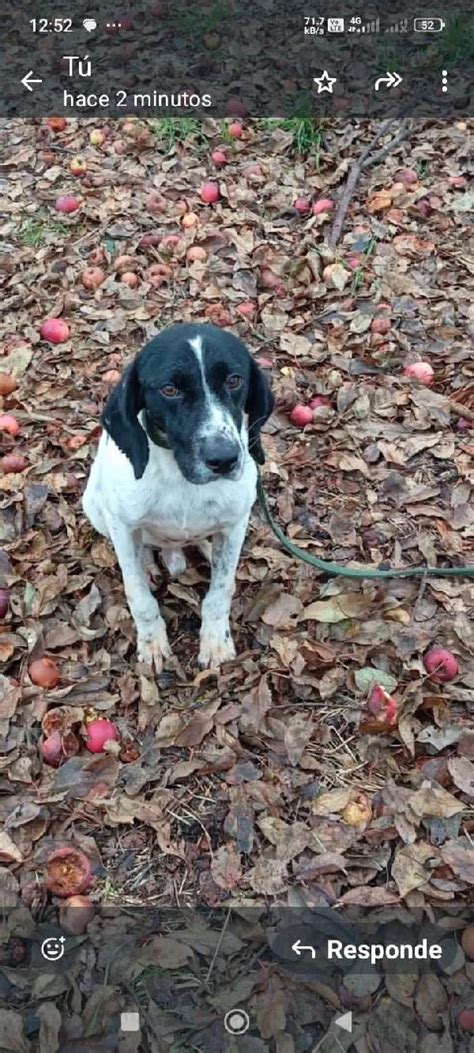 Jack Cane A Sessano Del Molise In Regalo