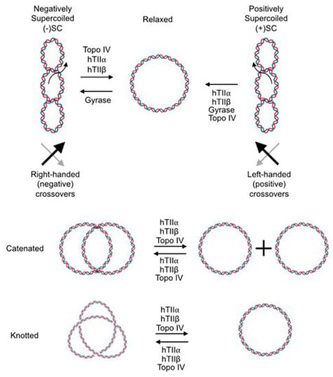 Ijms Free Full Text Telling Your Right Hand From Your Left The