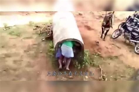 男子故意挑衅公牛，以为躲进水管就没事了挑衅公牛男子