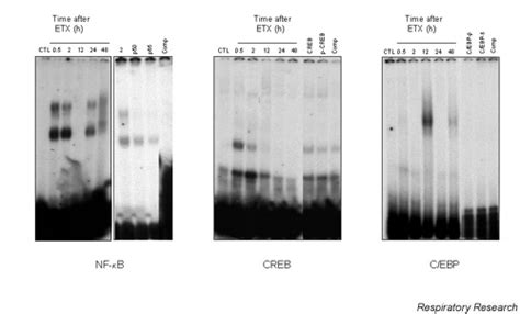 Kinetics Of Nf κb Creb And C Ebp Nuclear Binding Activity In Adherent