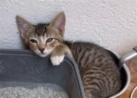 L Uomo Canta Una Straziante Canzone Al Suo Gatto Prima Che Muoia